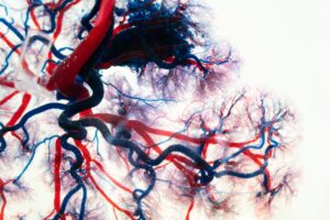 Illustration of arteries in blue and red