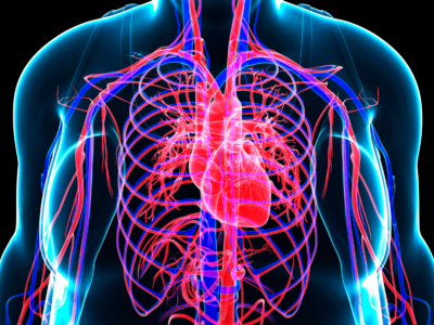 Animated, x-ray view of the circulatory system inside of a human body.